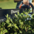 ΨΑΛΙΔΙ ΜΠΟΡΝΤΟΥΡΑΣ ΜΠΑΤΑΡΙΑΣ HUSQVARNA ASPIRE H50-P4A SET (ΜΕ ΜΠΑΤΑΡΙΑ 2.5ah ΚΑΙ ΦΟΡΤΙΣΤΗ)
